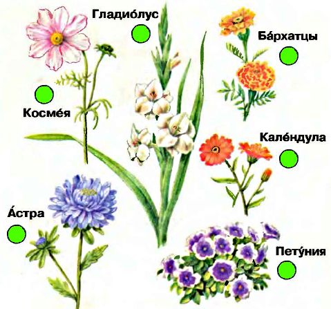 Разные Цветы И Их Названия Фото